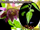 Passiflora palenquensis | 10_Seeds