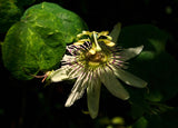 Passiflora pallens | Pineland Passionflower | 10_Seeds