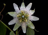 Passiflora pallens | Pineland Passionflower | 10_Seeds