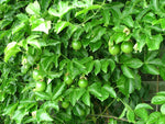 Passiflora Panama Gold | Passion Vine | 20_Seeds