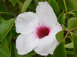 Pandorea jasminoides | Bower of Beauty Vine | 10_Seeds