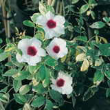 Pandorea jasminoides | Bower of Beauty Vine | 10_Seeds