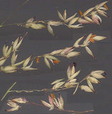 Panicum anceps | Beaked Panicgrass | 100_Seeds