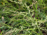 Panicum anceps | Beaked Panicgrass | 100_Seeds