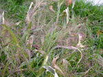 Panicum capillare |  Witchgrass | 400_Seeds