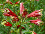Alstroemeria psittacina | Peruvian lily | Parrot flower | 10_Seeds