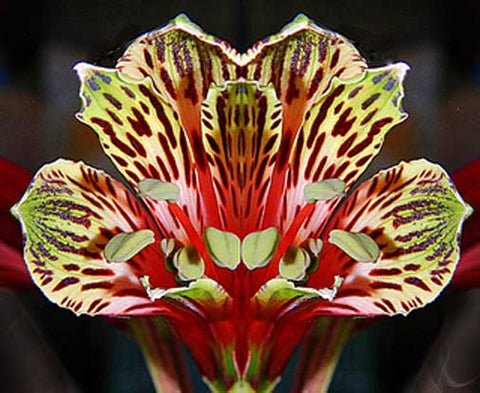 Alstroemeria psittacina | Peruvian lily | Parrot flower | 10_Seeds