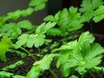 Petroselinum crispum var. neapolitanum | Flat Leaf Italian Parsley | 100_Seeds