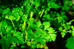 Petroselinum crispum var. neapolitanum | Flat Leaf Italian Parsley | 100_Seeds