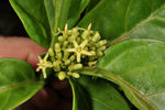 Parsonsia alboflavescens | 50_Seeds