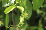 Parsonsia alboflavescens | 50_Seeds