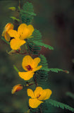 Chamaecrista fasciculata | Partridge Pea | Sleeping Plant | 100_Seeds