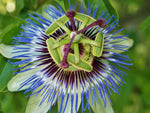 Passiflora caerulea | Blue Hardy Passion Flower | 10_Seeds