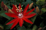 Passiflora coccinea | Red passion flower | 5_Seeds