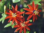 Passiflora coccinea | Red passion flower | 5_Seeds