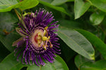 Passiflora incarnata | Apricot Vine | Maypop Purple | 10_Seeds