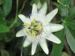 Passiflora tenuifilia | 5_Seeds