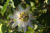 Passiflora tenuifilia | 5_Seeds