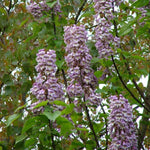 Paulownia tomentosa | Foxglove Empress Tree | Kiri | 100_Seeds