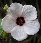 Pavonia hastata | Spearleaf Swampmallow | Pale Texas Rosemallow | 10_Seeds