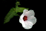 Pavonia hastata | Spearleaf Swampmallow | Pale Texas Rosemallow | 10_Seeds