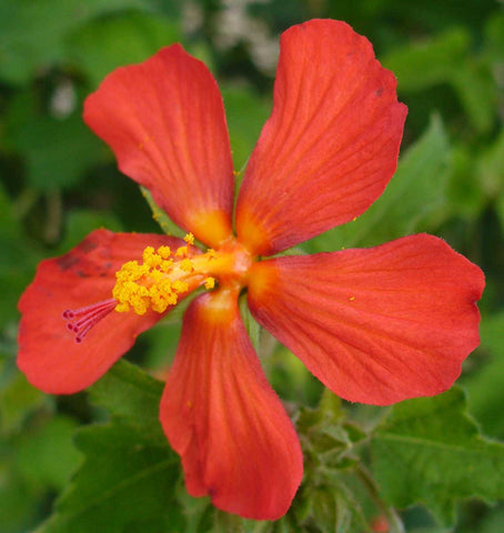 Pavonia missionum | Hibiscus | 10_Seeds