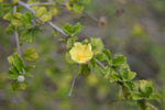 Pavonia praemorsa | Yellow Mallow | 10_Seeds