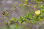 Pavonia praemorsa | Yellow Mallow | 10_Seeds