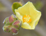 Pavonia praemorsa | Yellow Mallow | 10_Seeds