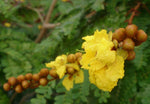Peltophorum pterocarpum | Copperpod | Golden Yellow Flamboyant | 10_Seeds
