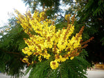 Peltophorum pterocarpum | Copperpod | Golden Yellow Flamboyant | 10_Seeds