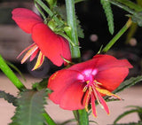 Pentapetes phoenicea | Noon Flower | Midday Scarlet Mallow | 10_Seeds