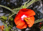 Pentapetes phoenicea | Noon Flower | Midday Scarlet Mallow | 10_Seeds