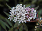 Asclepias perennis | White Aquatic Milkweed | 5_Seeds