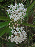 Asclepias perennis | White Aquatic Milkweed | 5_Seeds