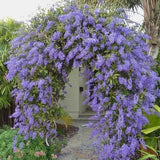 Petrea volubilis | Queens Wreath | Bluebird Vine | 5_Seeds