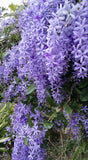 Petrea volubilis | Queens Wreath | Bluebird Vine | 5_Seeds