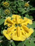 Phlomis fruticosa | Shrubby Jerusalem Sage | 10_Seeds