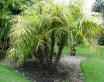 Phoenix paludosa | Mangrove Date Palm | Sea Dates | 5_Seeds