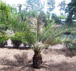 Phoenix pusilla | Ceylon Date Palm | Flour Palm | 5_Seeds