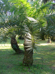Phoenix pusilla | Ceylon Date Palm | Flour Palm | 5_Seeds