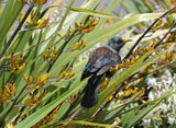 Phormium colensoi | New Zealand mountain flax | wharariki | 20_Seeds