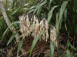 Phormium colensoi | New Zealand mountain flax | wharariki | 20_Seeds