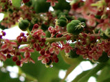 Phyllanthus acidus | Chermai | Otaheite & Malay & Tahitian Gooseberry | 5_Seeds