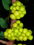 Phyllanthus acidus | Chermai | Otaheite & Malay & Tahitian Gooseberry | 5_Seeds