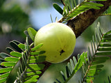 Phyllanthus emblica | Amla | Indian Gooseberry | Malacca Tree | 10_Seeds