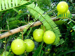 Phyllanthus emblica | Amla | Indian Gooseberry | Malacca Tree | 10_Seeds