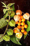 Physalis peruviana | Cape Gooseberry |Peruvian Ground Cherry|PohaBerry| 50_Seeds