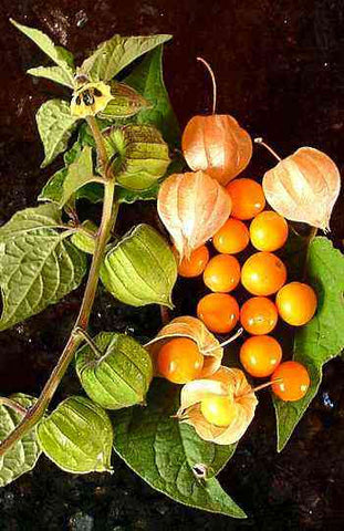 Physalis peruviana | Cape Gooseberry |Peruvian Ground Cherry|PohaBerry| 100_Seeds