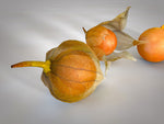 Physalis peruviana | Cape Gooseberry |Peruvian Ground Cherry|PohaBerry| 50_Seeds